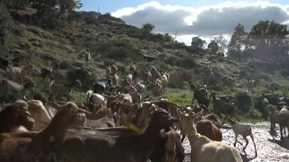 El ganado caprino se abre hueco entre los turistas