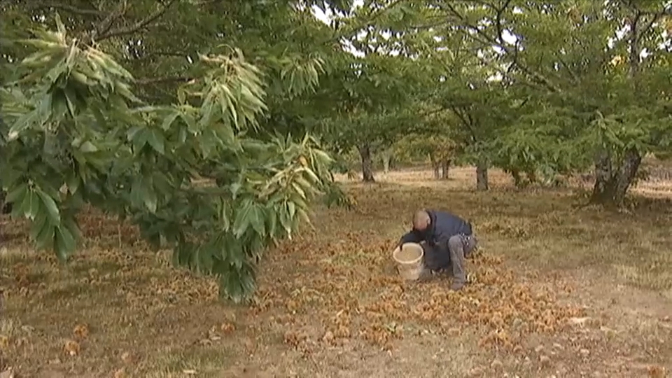 Castañas en Extremadura