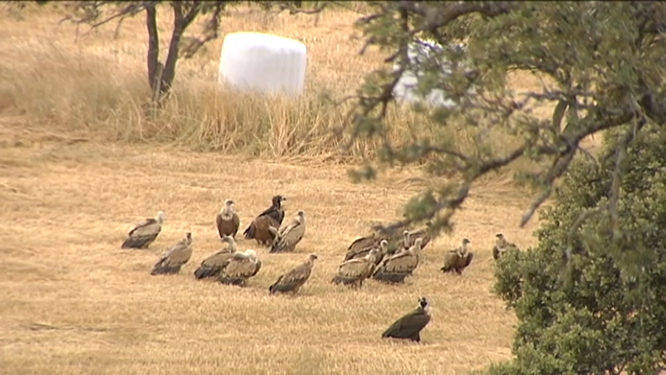 Ecologistas reclaman a la Junta que habilite patrullas caninas para detectar cebos envenenados en el medio natural