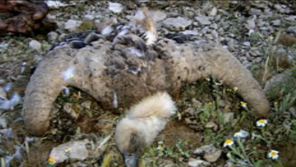 Ecologistas reclaman a la Junta que habilite patrullas caninas para detectar cebos envenenados en el medio natural