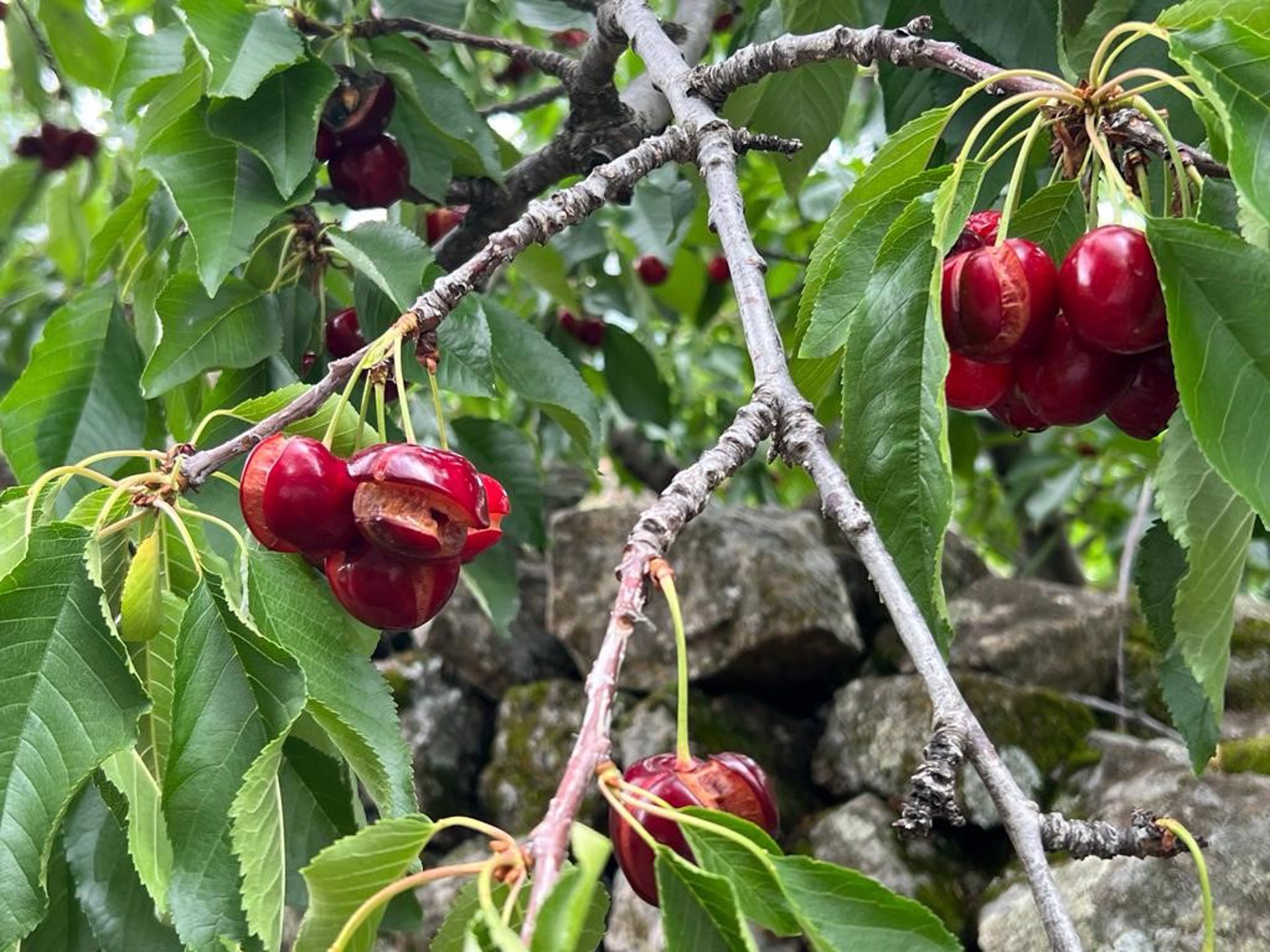 Daños cerezas