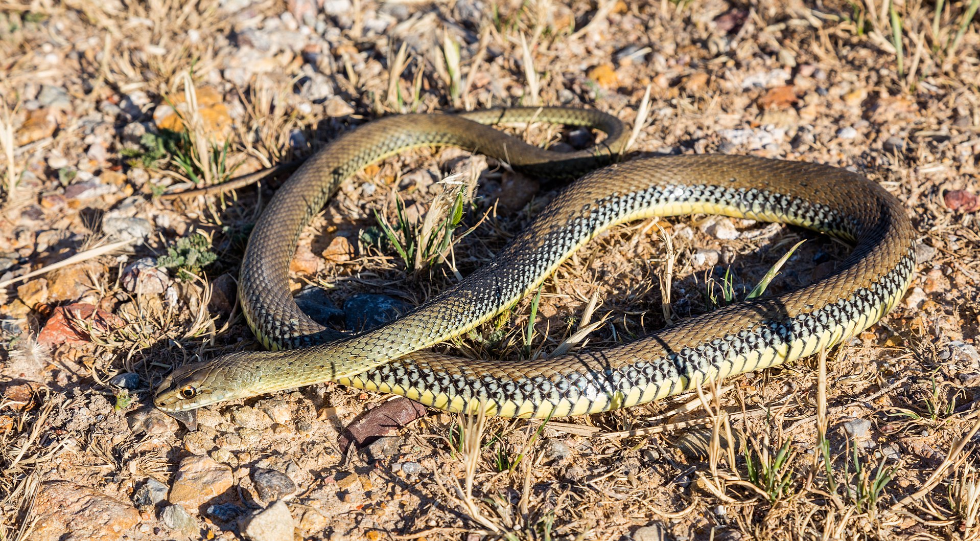 Culebra bastarda al sol