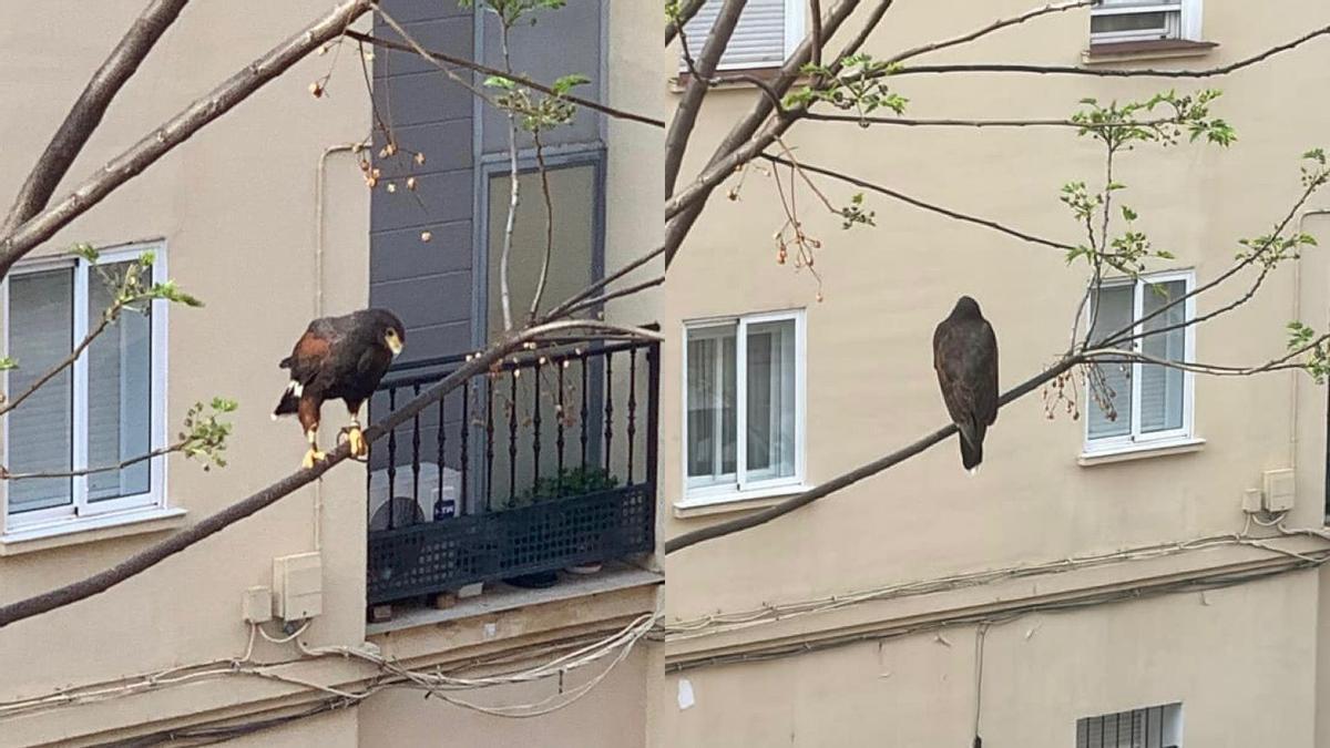 El águila Harris, en Badajoz.