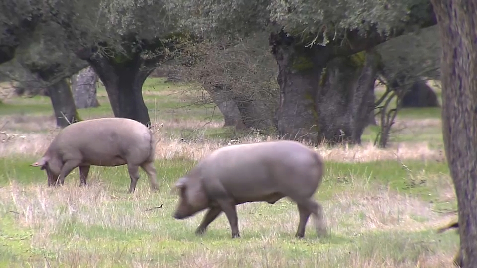 Cerdo ibérico