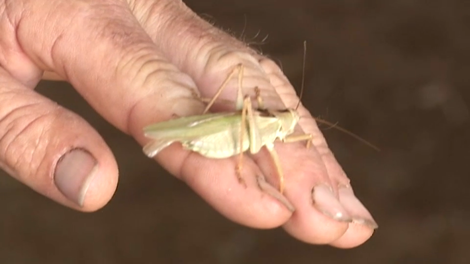 Una plaga de langosta arrasa cultivos en la comarca de La Serena