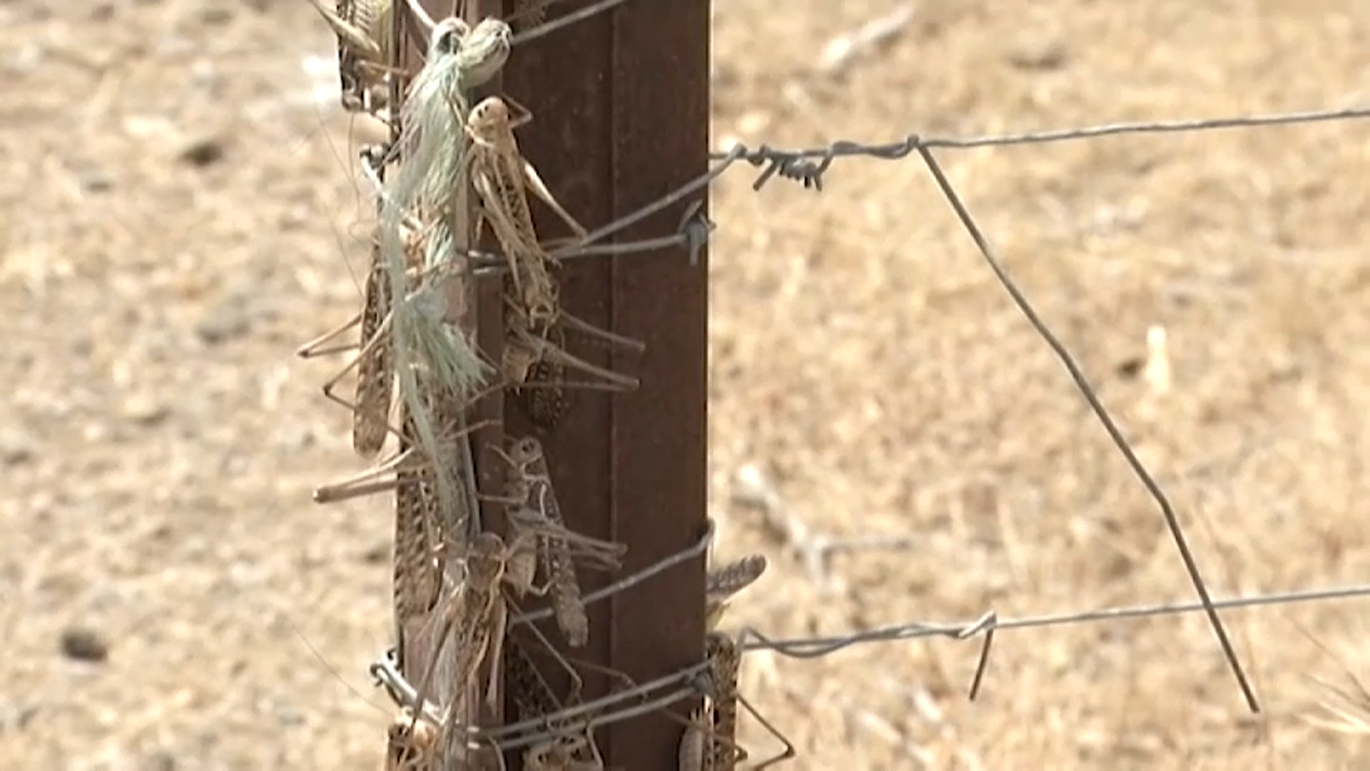 Una plaga de langosta arrasa cultivos en la comarca de La Serena