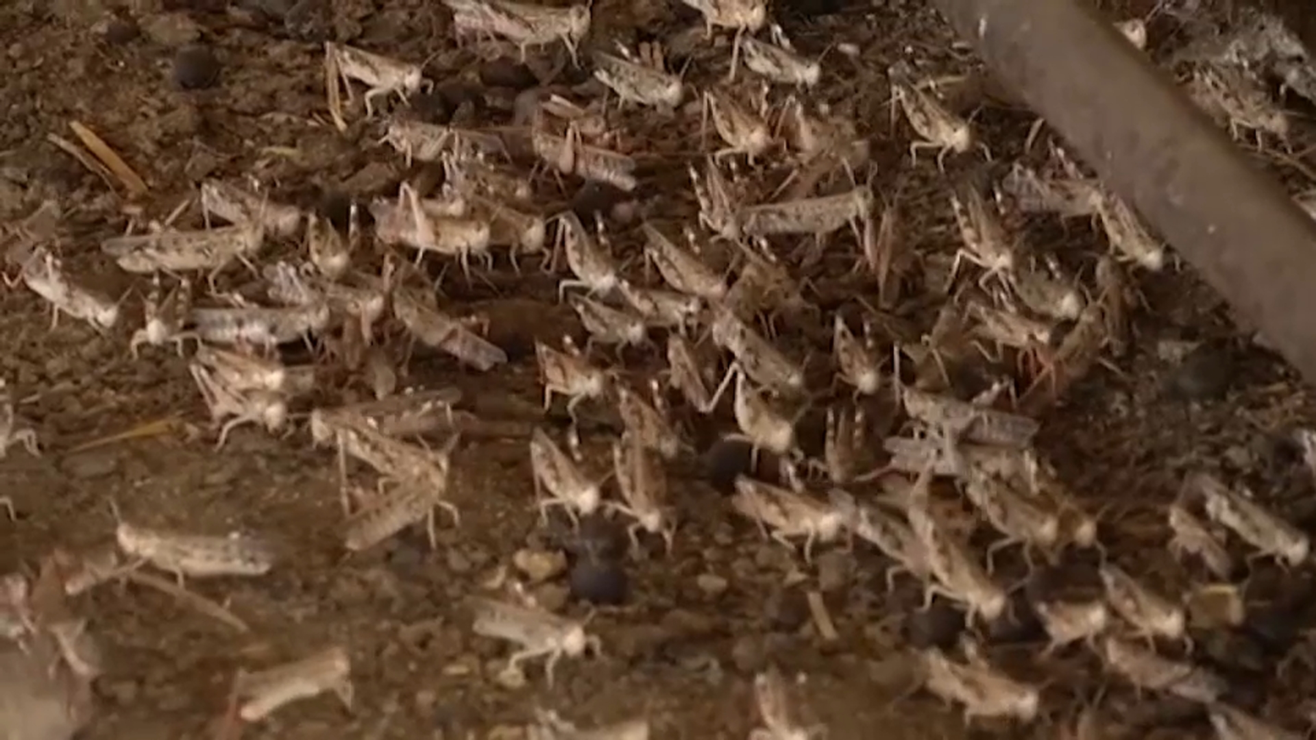 Una plaga de langosta arrasa cultivos en la comarca de La Serena
