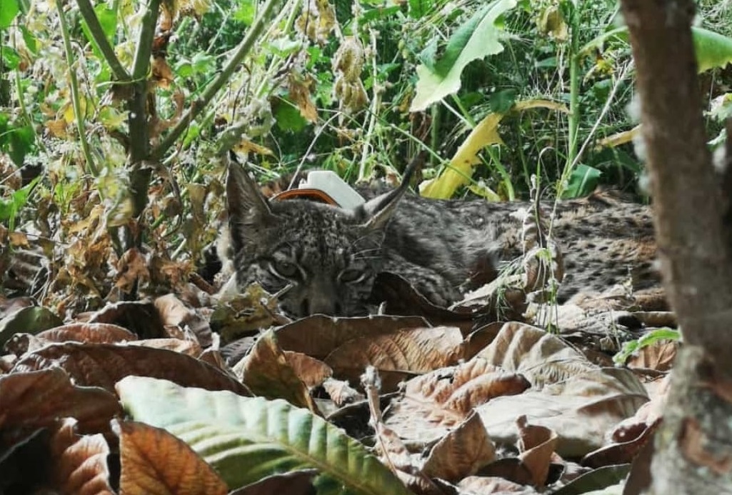 Lince en Esparragosa de Lares