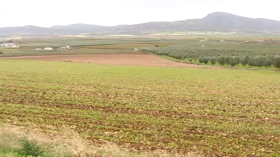 Optimismo en el campo ante las últimas lluvias