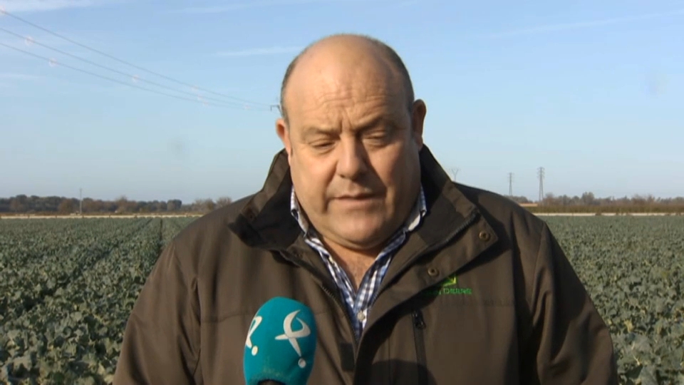 Manuel Gómez, agricultor de brócoli en Guadajira