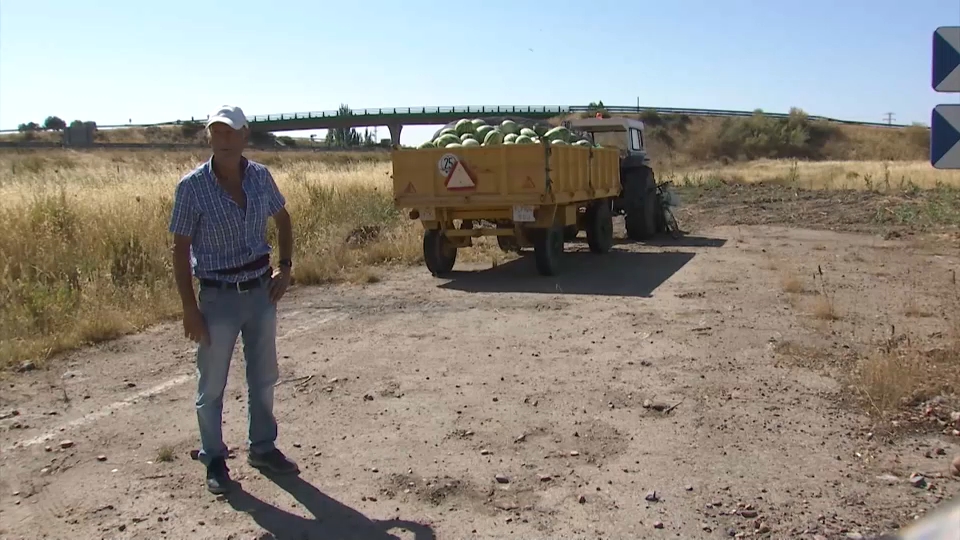 Cultivo de sandías y melones