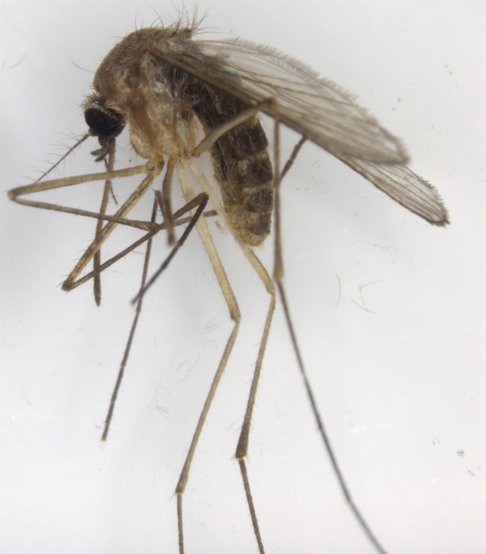 Mosquito vector del virus del nilo