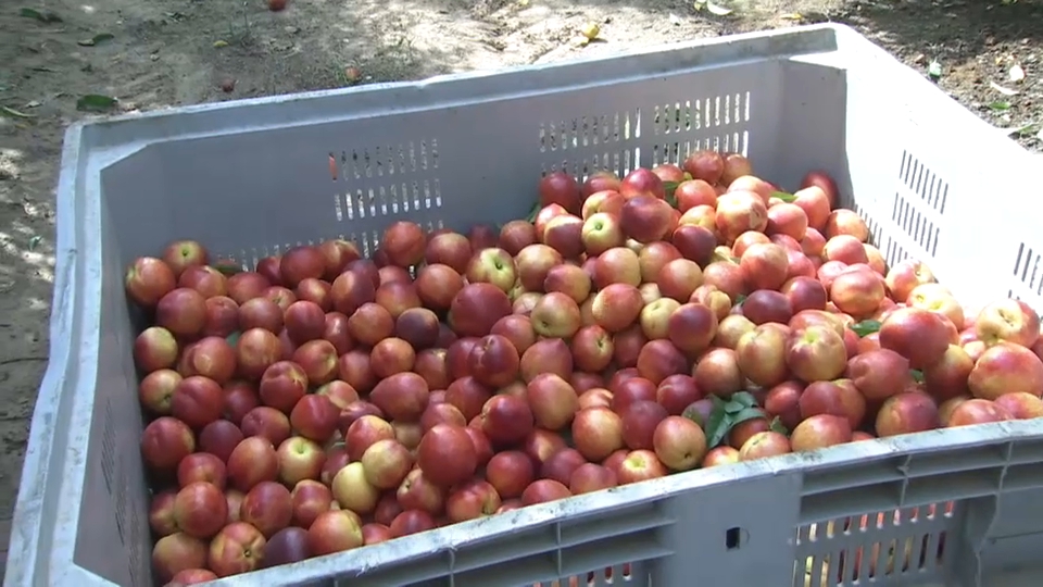 Campaña de la fruta