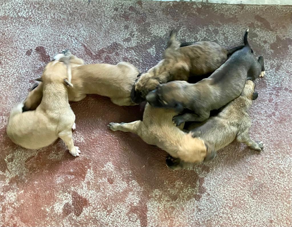 Camada de cachorros caninos rescatados por la Policía Local