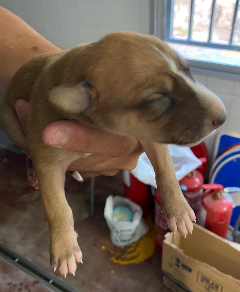 Uno de los cachorros rescatado por la Policía Local