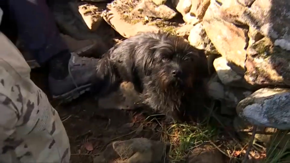 "Patrulla canina al rescate"