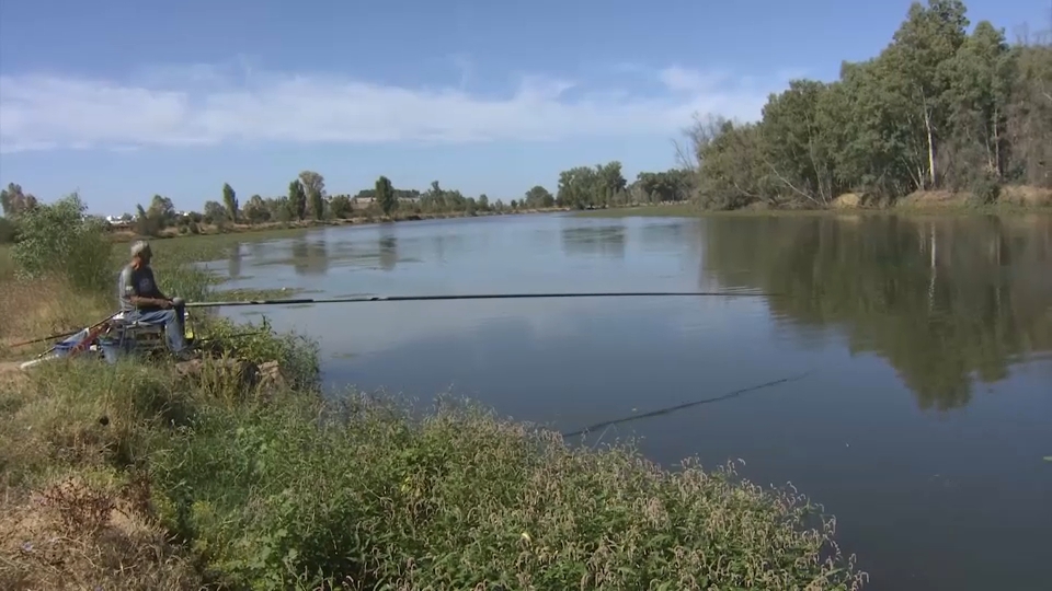 Nenúfar mexicano en Badajoz