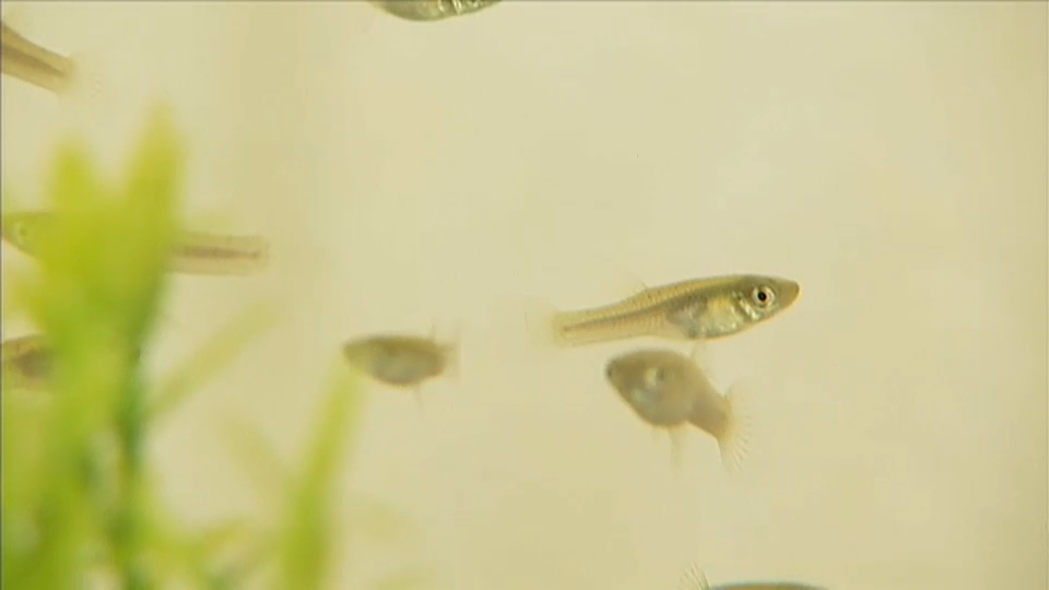 Peces 'gambusias'