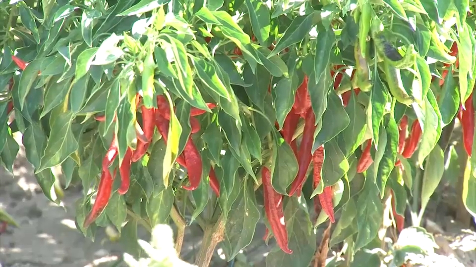 Falta mano de obra para el pimiento