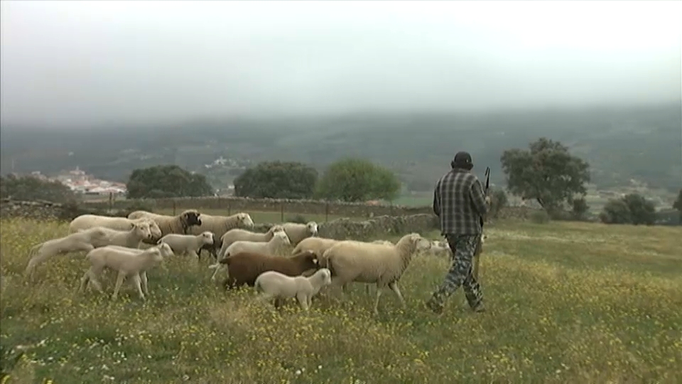 Ganadero con sus ovejas pastando en su finca; no puede hacerlo unos metros más lejos porque es terreno del Parque Nacional de Monfragüe