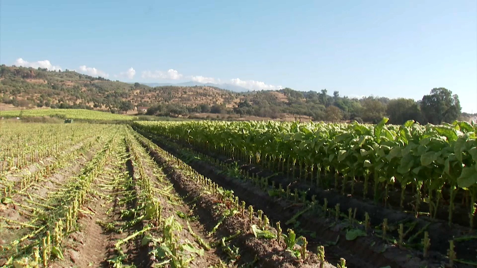 Tabaco en Extremadura