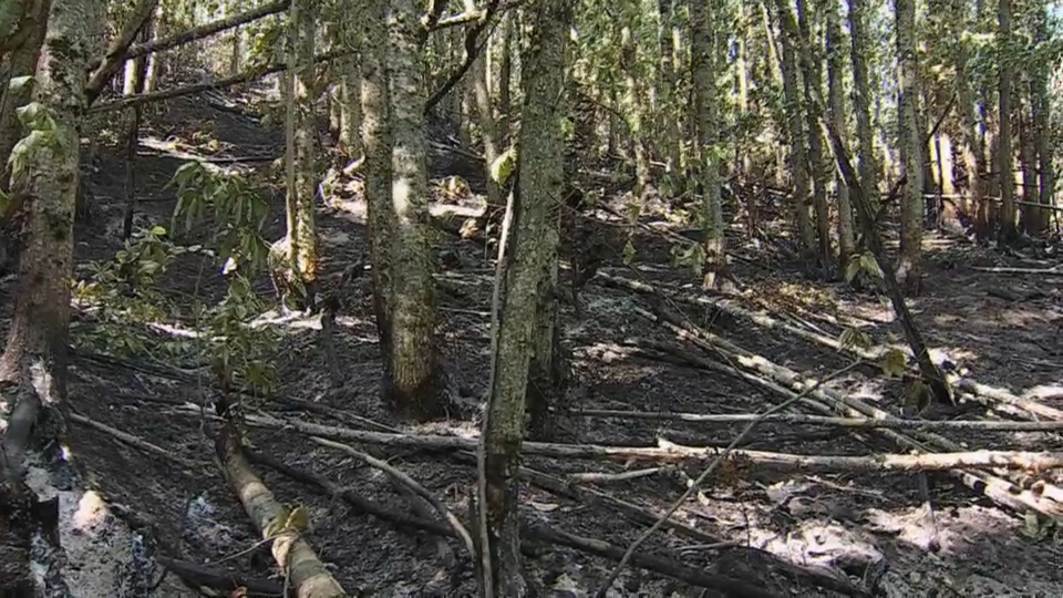 Zona de bosque quemada por el fuego en Ladrillar.
