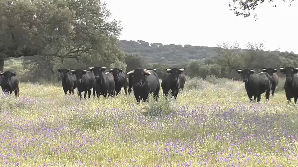 Toros en Extremadura