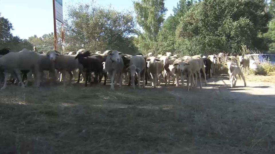 Trashumancia en Extremadura