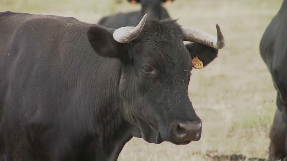 Tuberculosis bovina