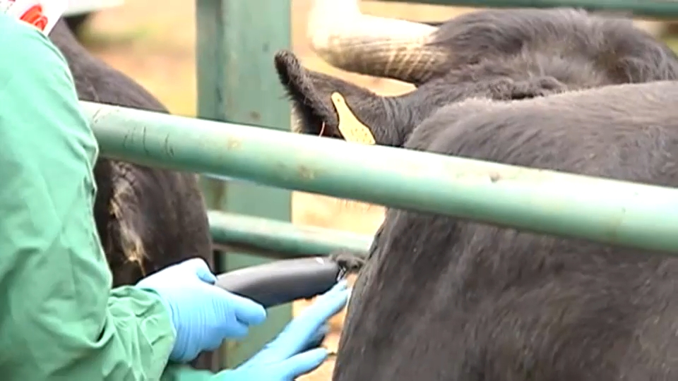 El Colegio de Veterinarios de Badajoz activa un protocolo frente a amenazas