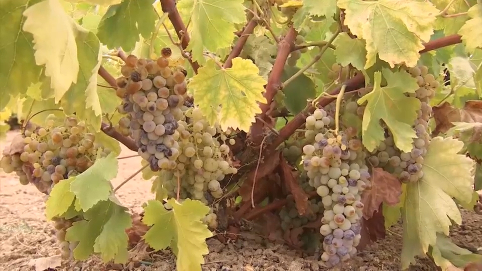 Vino y mosto de Extremadura