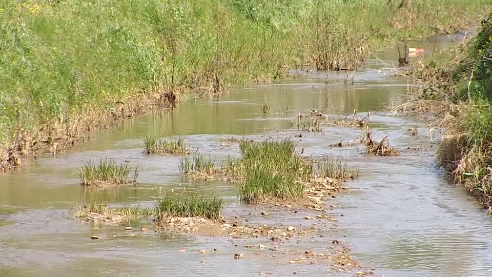 Virus del Nilo en Extremadura