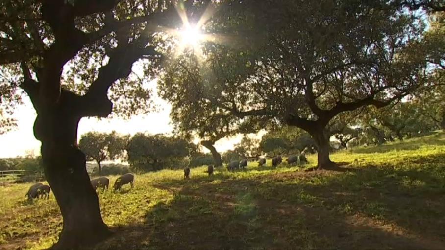 El apagón dejó leves incidencias en agricultura y mayores en ganadería y oficinas agrarias, según Asaja