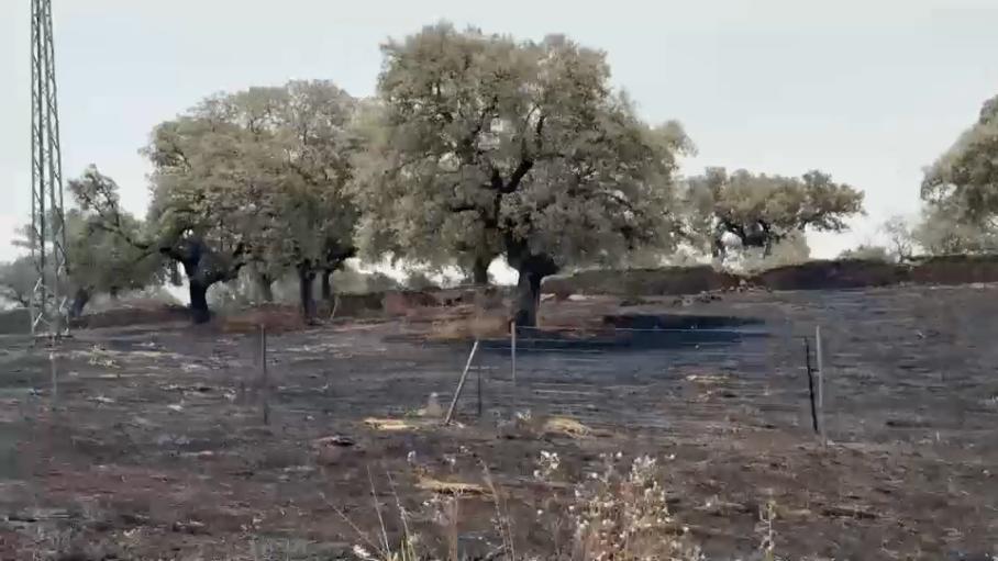 El Infoex interviene en 41 incendios forestales durante la última semana, que arrasan más de 3.000 hectáreas