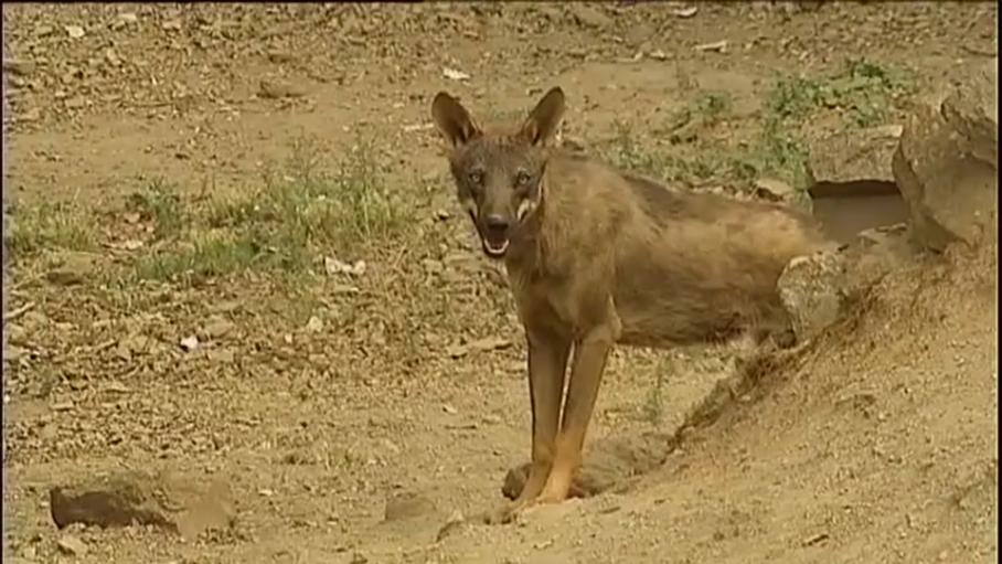 El Gobierno convoca mañana a las CCAA a una Comisión Sectorial para aprobar el censo del lobo