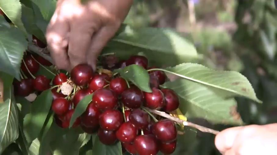 China autoriza la importación de cereza española, mientras se negocia la del higo seco y el pistacho