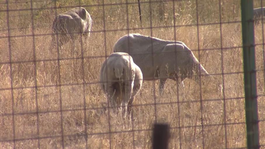 Detectado un nuevo foco de lengua azul en la localidad cacereña de Arroyomolinos