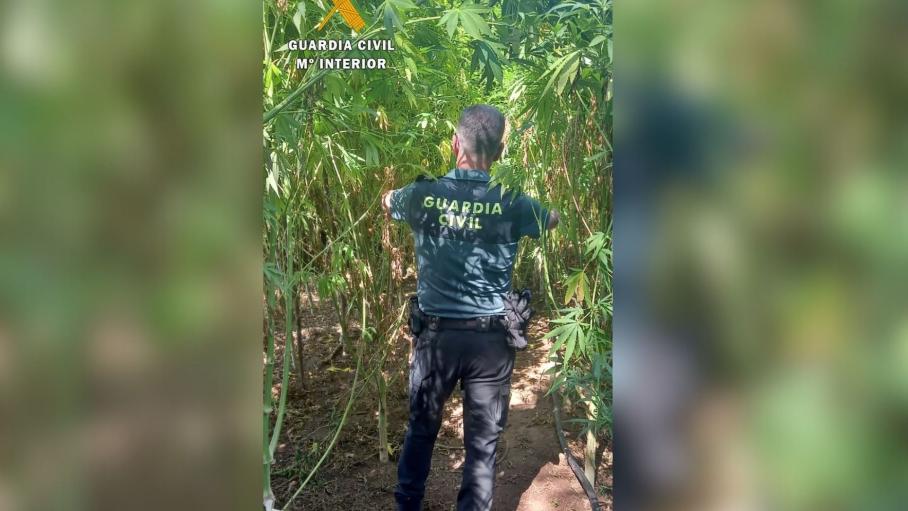 Intervención de la Guardia Civil contra la marihuana