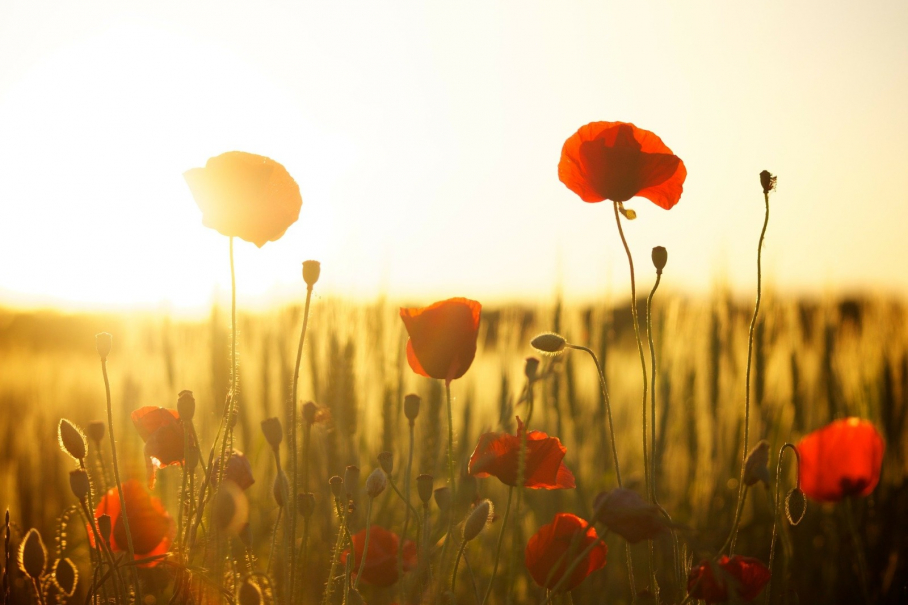 Amapolas en el campo