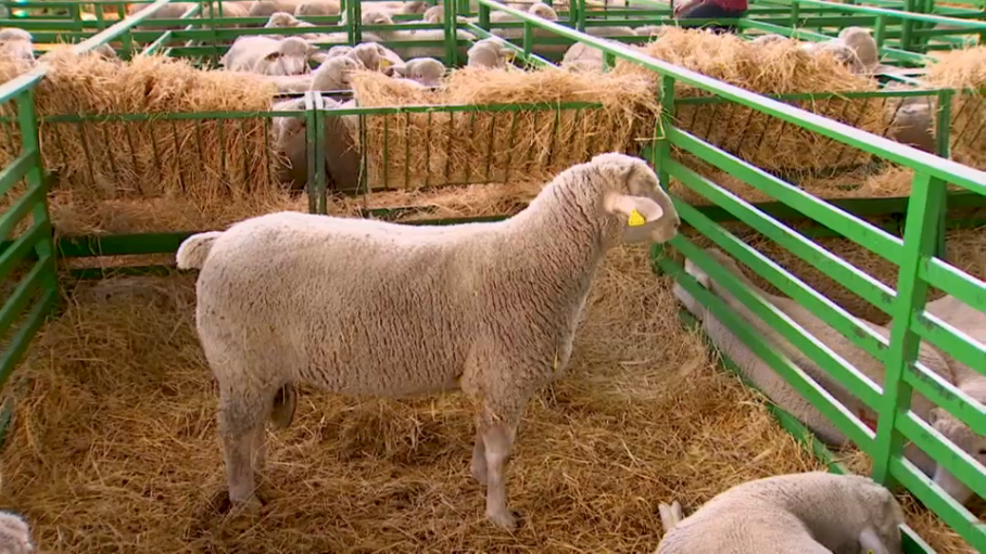 feria de zafra