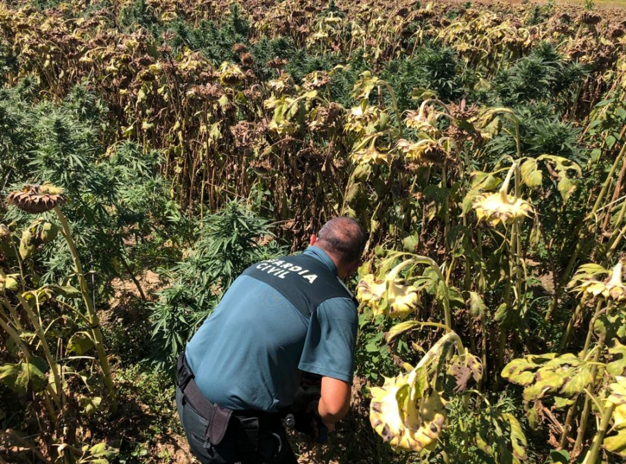 plantacion marihuana en don benito
