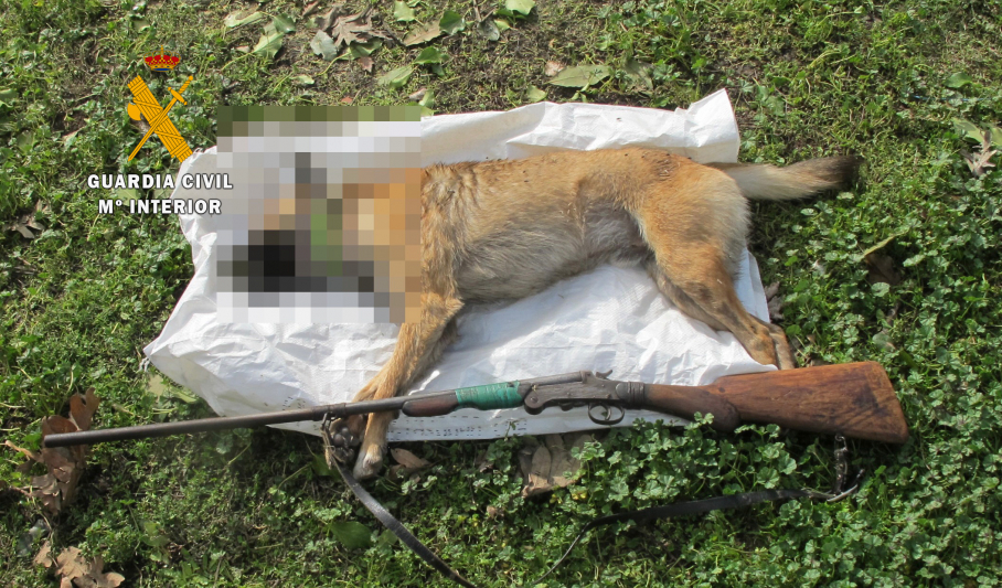 Cadáver del animal y escopeta hallados por Guardia Civil