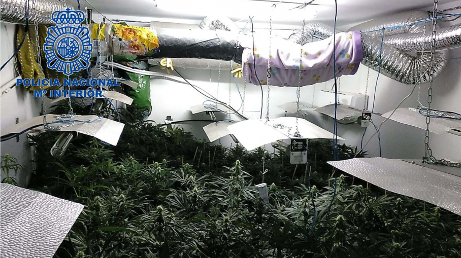 Imagen interior de la plantación
