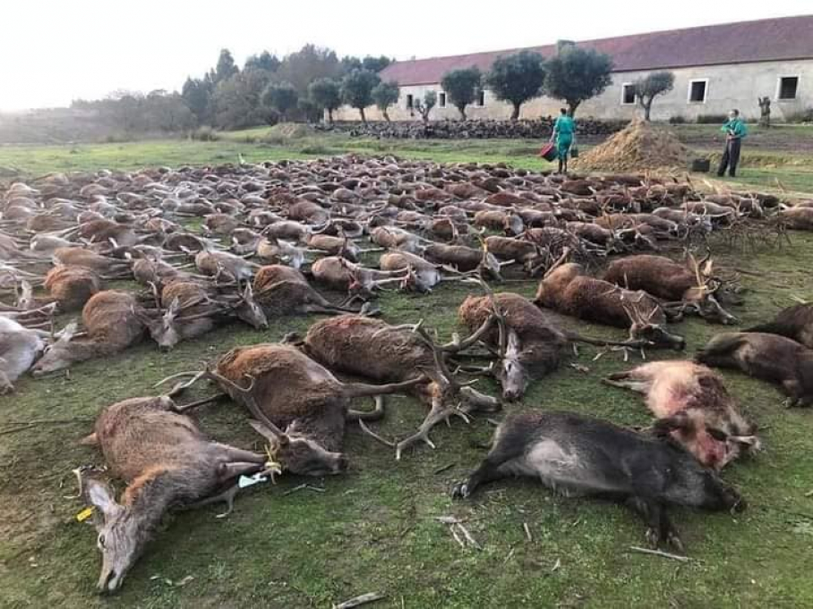 Imagen de la montería publicadas en Facebook y recogida por el portal luso RTP