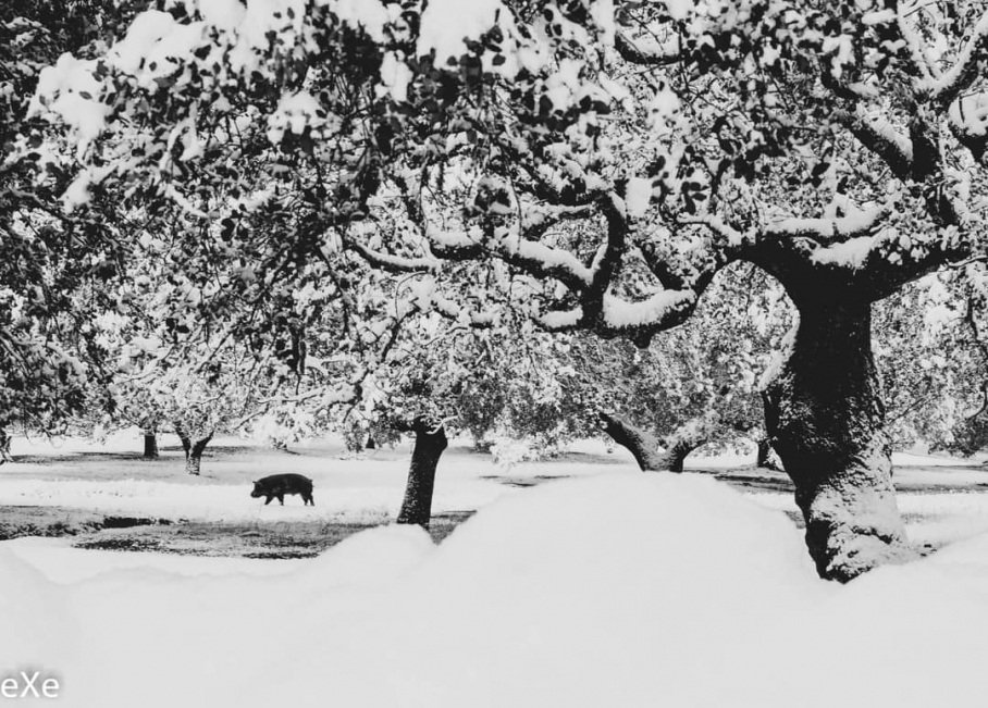 Dehesa nevada en Calera de León