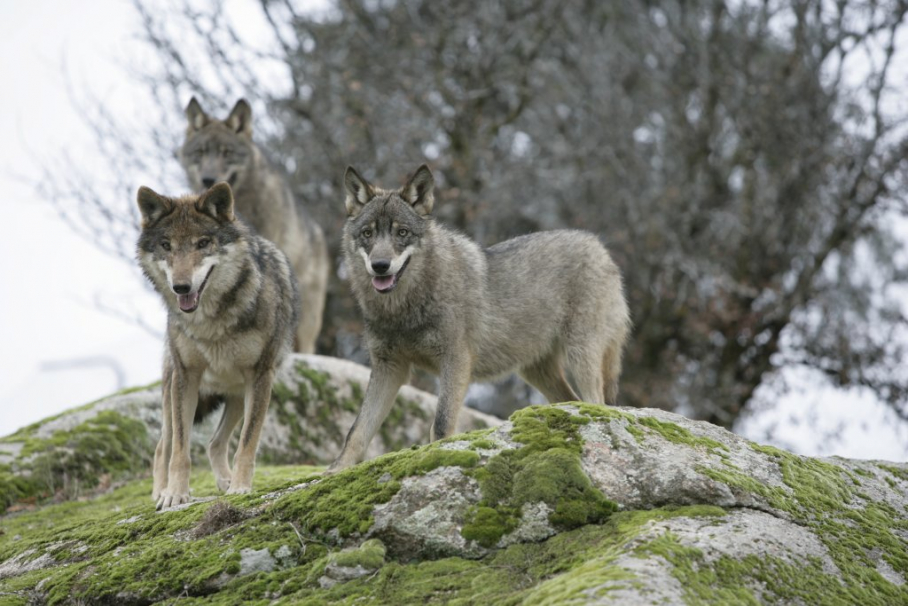 lobo iberico wikipedia