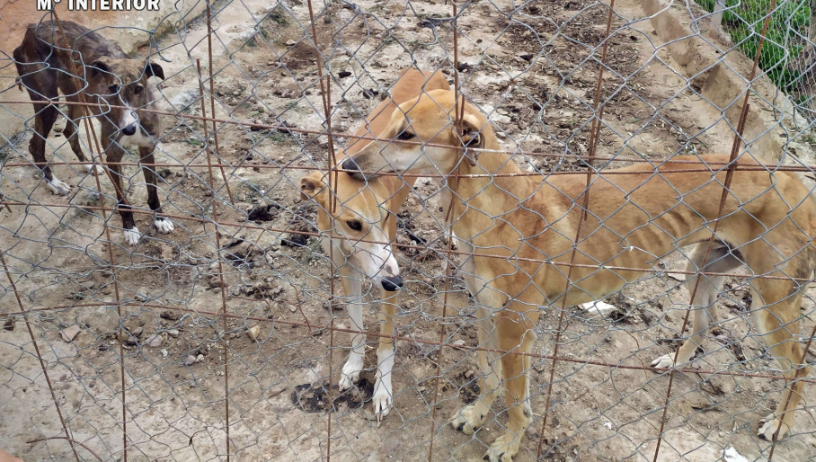 Los perros se encontraban en una nave del término municipal de Valdelacalzada, en Badajoz. Perros desnutridos y famélicos encerrados en un cercado.