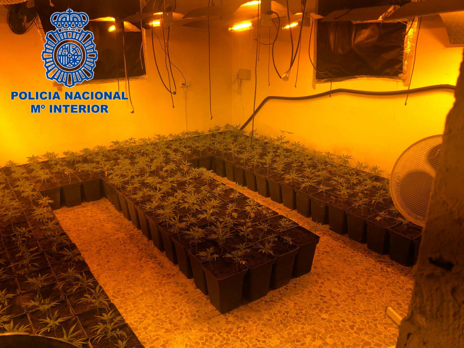 Imagen de la plantación de marihuana localizada en una parcela de Mérida