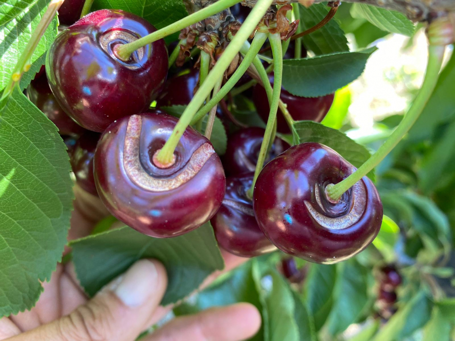 Cerezas dañadas en el Jerte tras las últimas lluvias