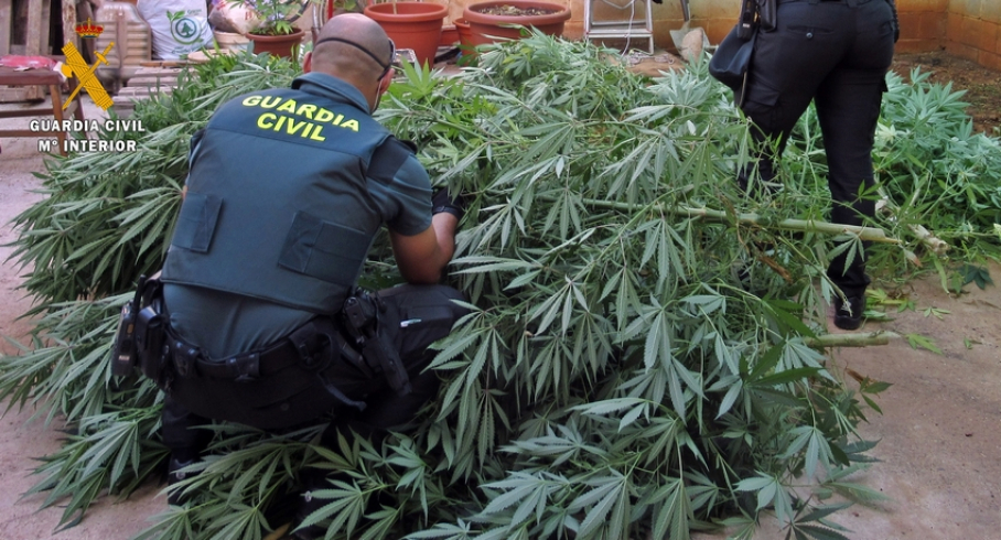 Guardia Civil incautando una plantación de marihuana en Olivenza